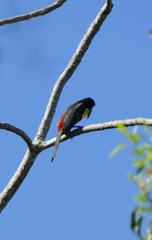 Pteroglossus castanotis