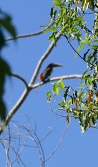 Pteroglossus castanotis