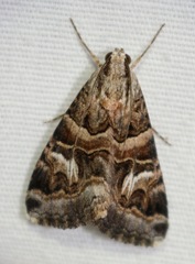 Drasteria mirifica