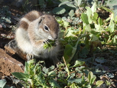 Atlantoxerus getulus