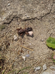 Gryllotalpa gryllotalpa