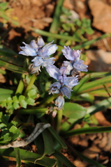 Bellevalia hyacinthoides