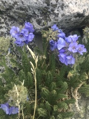 Polemonium viscosum