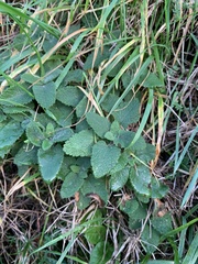 Teucrium scorodonia