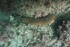 Apostichopus parvimensis