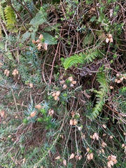 Erica cinerea