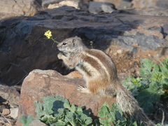 Atlantoxerus getulus