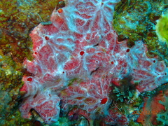 Monanchora arbuscula