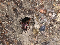 Carabus auronitens