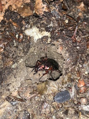Carabus auronitens