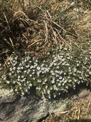 Phlox condensata