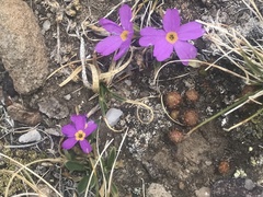 Primula angustifolia