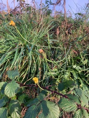 Hypochaeris radicata