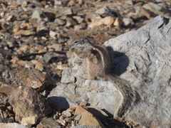 Atlantoxerus getulus