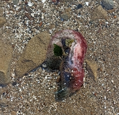 Athyonidium chilensis