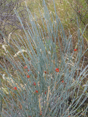 Ephedra major