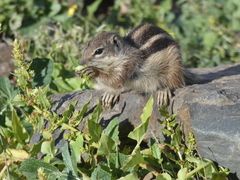 Atlantoxerus getulus