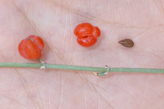Ephedra major