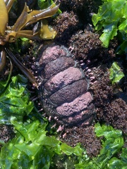 Acanthopleura echinata