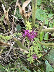 Polanisia dodecandra riograndensis