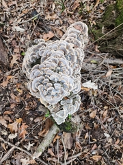 Trametes versicolor