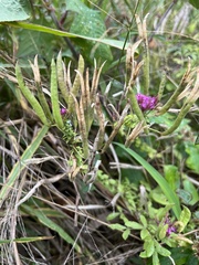 Polanisia dodecandra riograndensis