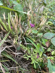 Polanisia dodecandra riograndensis