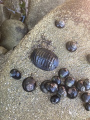 Chiton magnificus