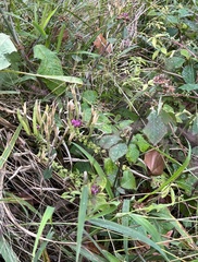 Polanisia dodecandra riograndensis