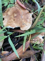 Leucopaxillus gentianeus