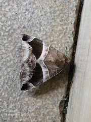 Bastilla joviana