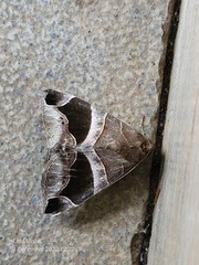 Bastilla joviana