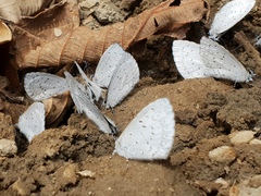 Celastrina echo