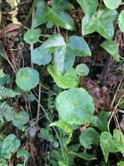 Umbilicus rupestris