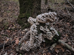 Trametes versicolor