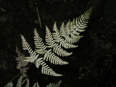 Aleuritopteris sichouensis