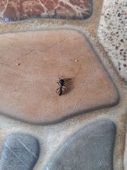 Formicidae