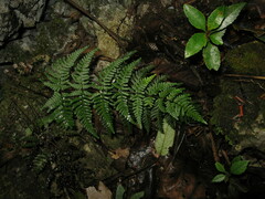 Aleuritopteris sichouensis