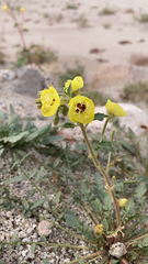 Chylismia claviformis