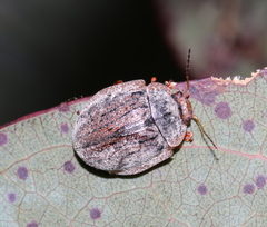 Trachymela regularis