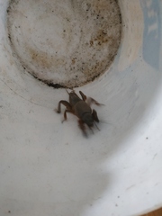 Gryllotalpa gryllotalpa