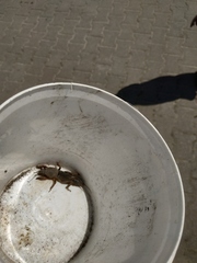 Gryllotalpa gryllotalpa