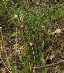 Leucanthemum pallens