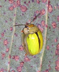 Paropsisterna hectica