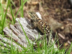 Sceloporus malachiticus
