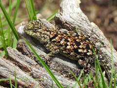 Sceloporus malachiticus