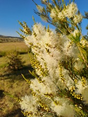 Melaleuca alternifolia