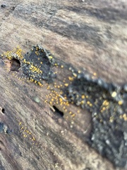 Trichoderma gelatinosum