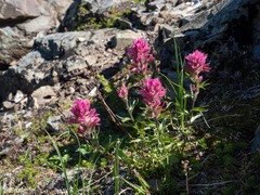 Castilleja parviflora olympica