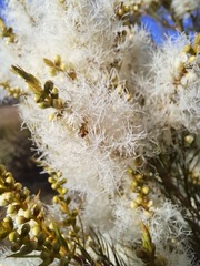 Melaleuca alternifolia